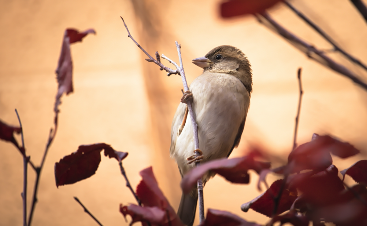 A small bird in arid, degraded habitat with sparse dying vegetation