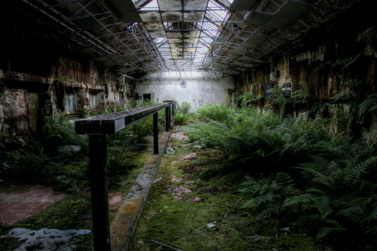 An image of urban decay: ferns growing on a mossy ground inside what might once have been a cafeteria.