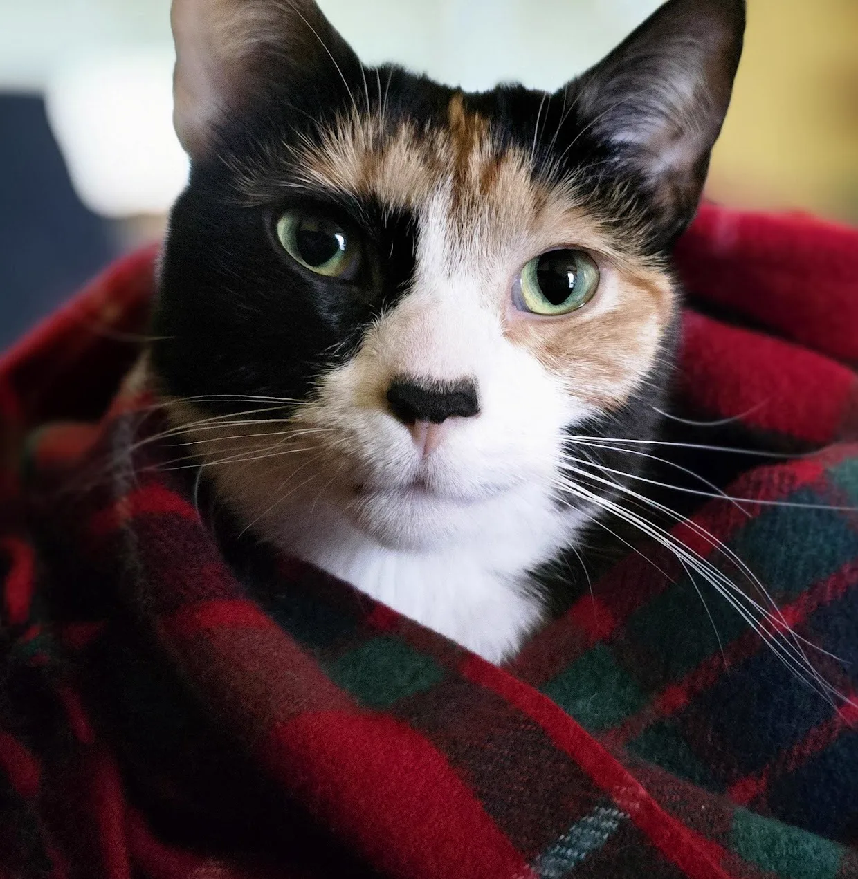 Chaos the cat