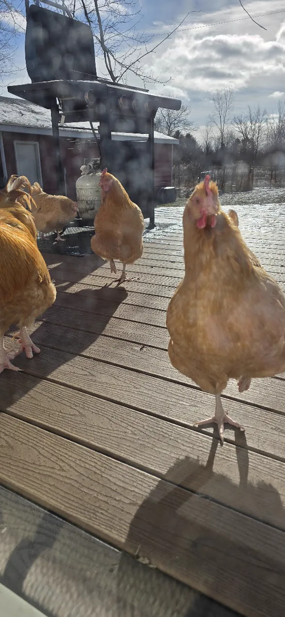 The chickens