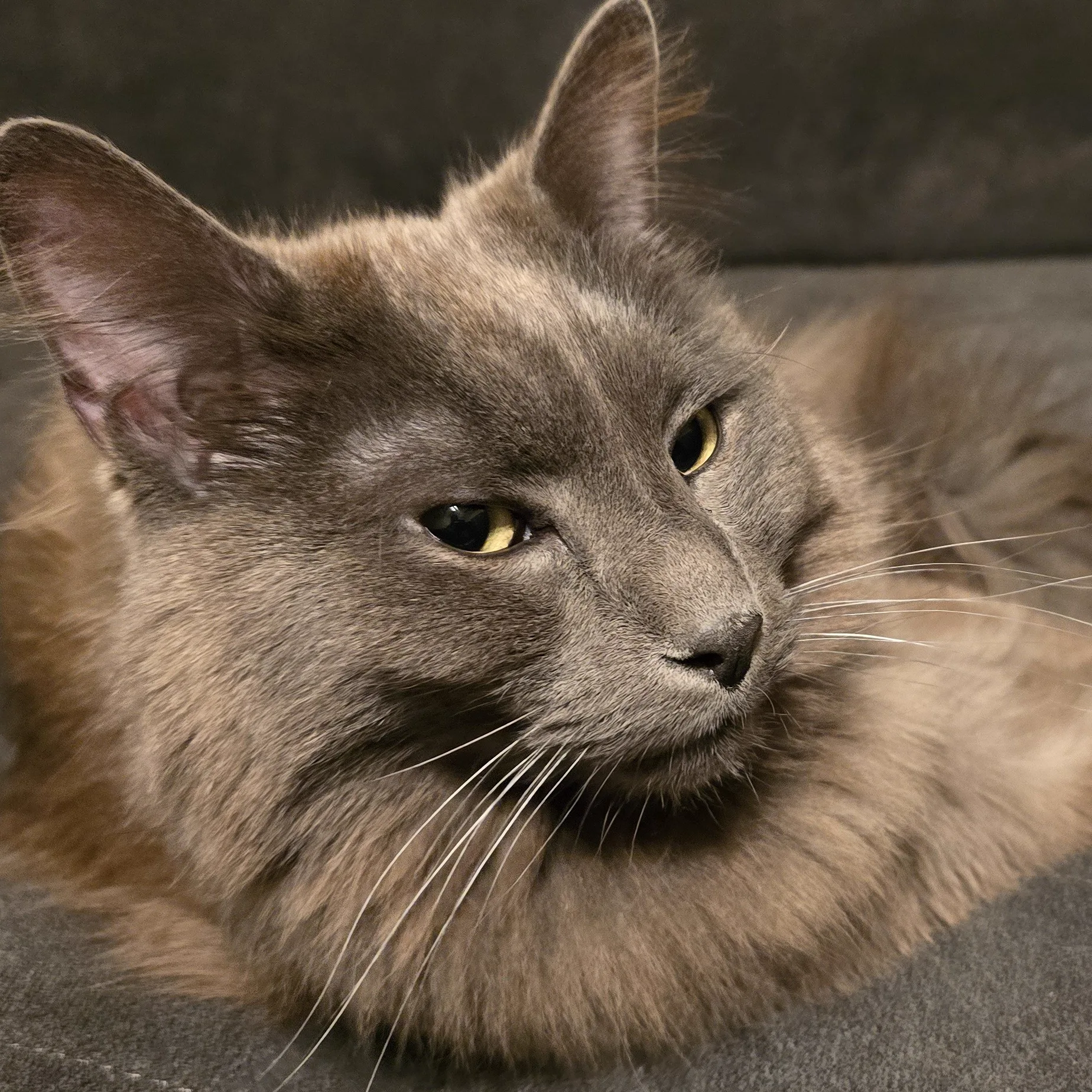 Kwee the cat