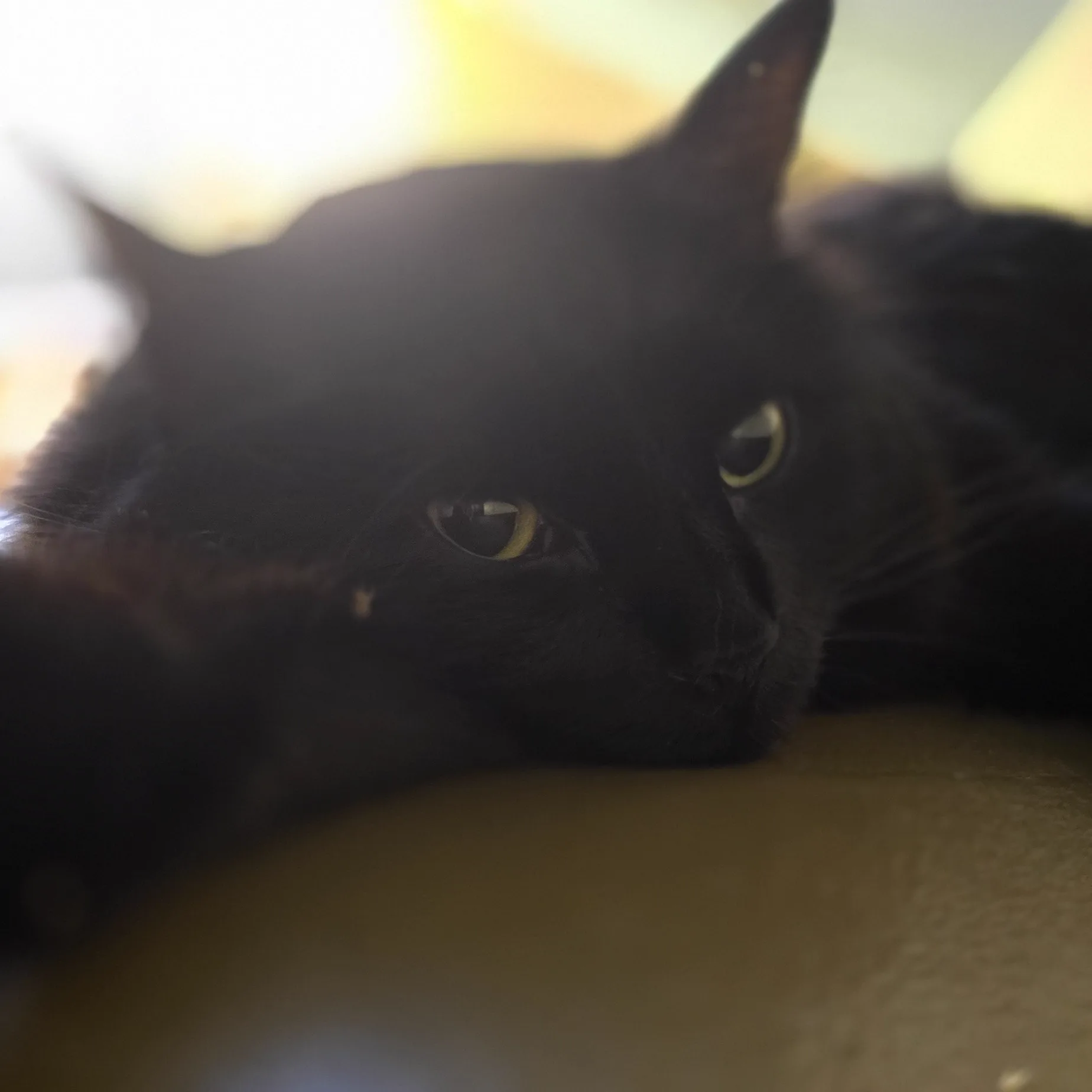 Nila the cat