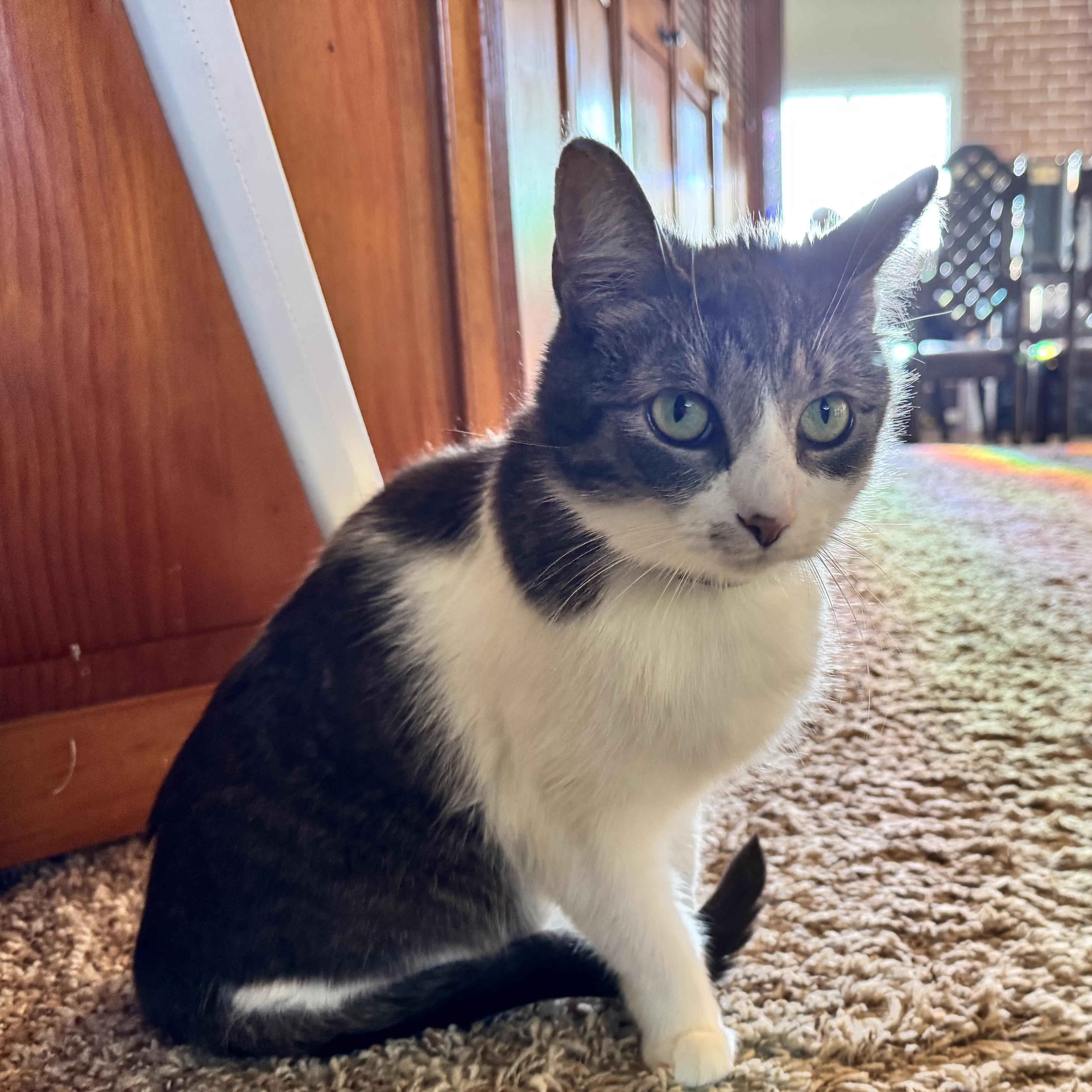 Yoyo the cat