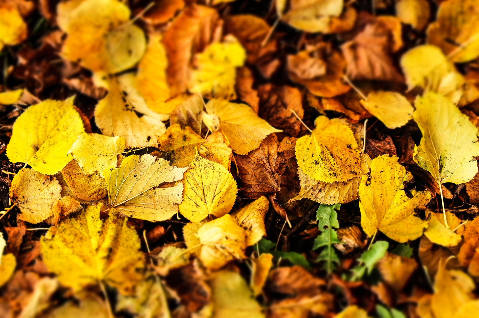 Autumn leaves