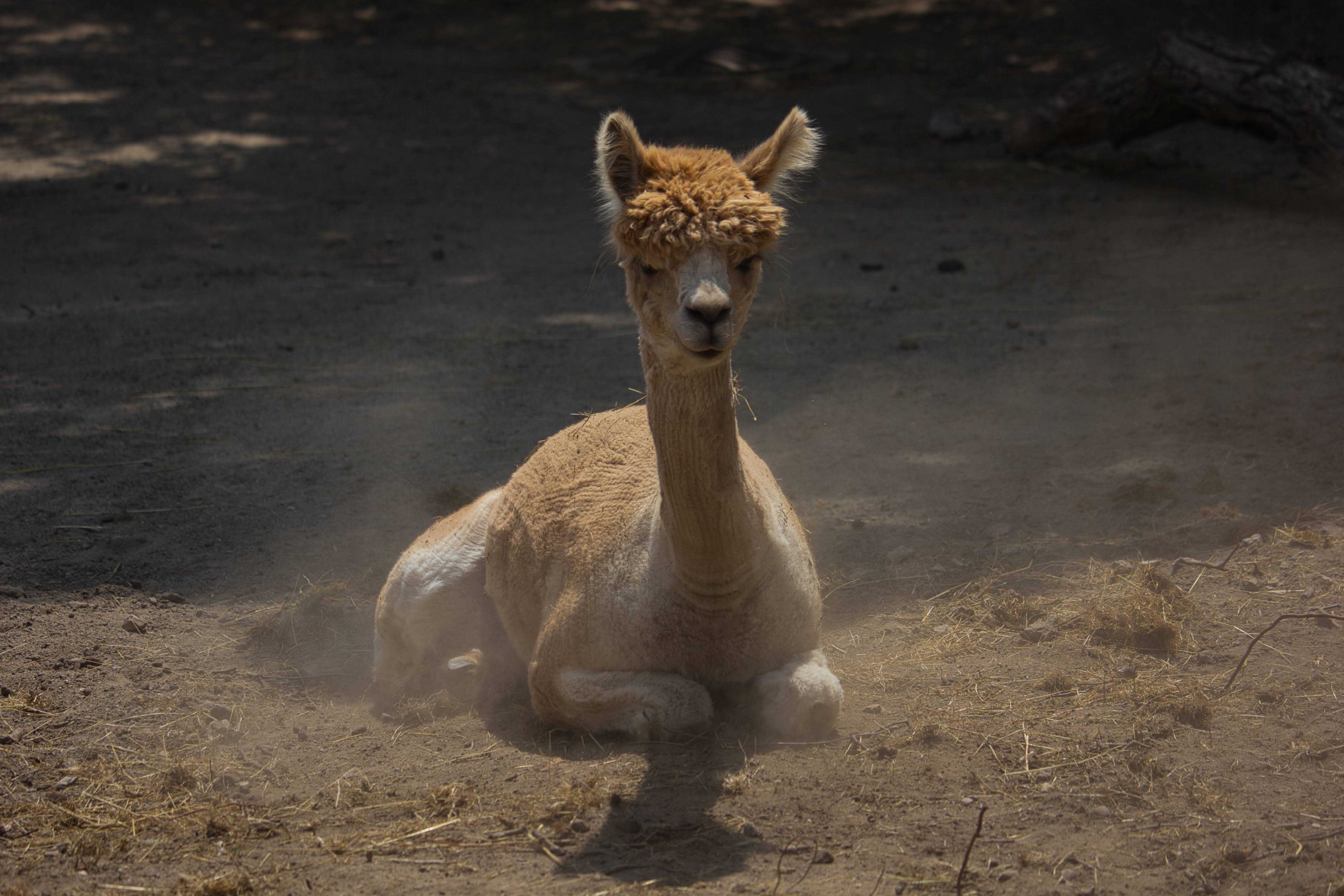 A photo of what might be an alpaca, I'm honestly not particularly good at identifying animals even in the photos I took