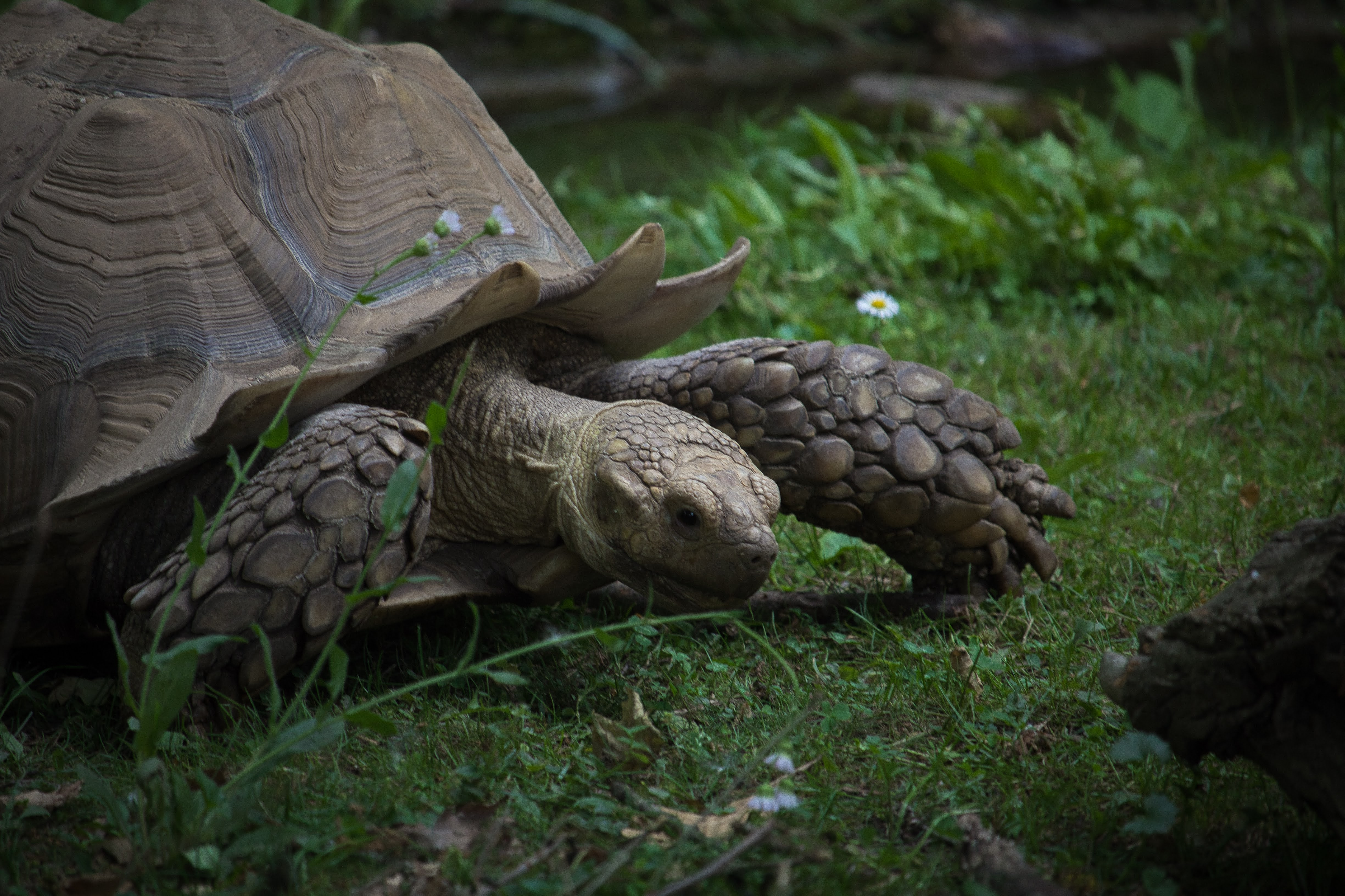 A photograph of a turtle.
