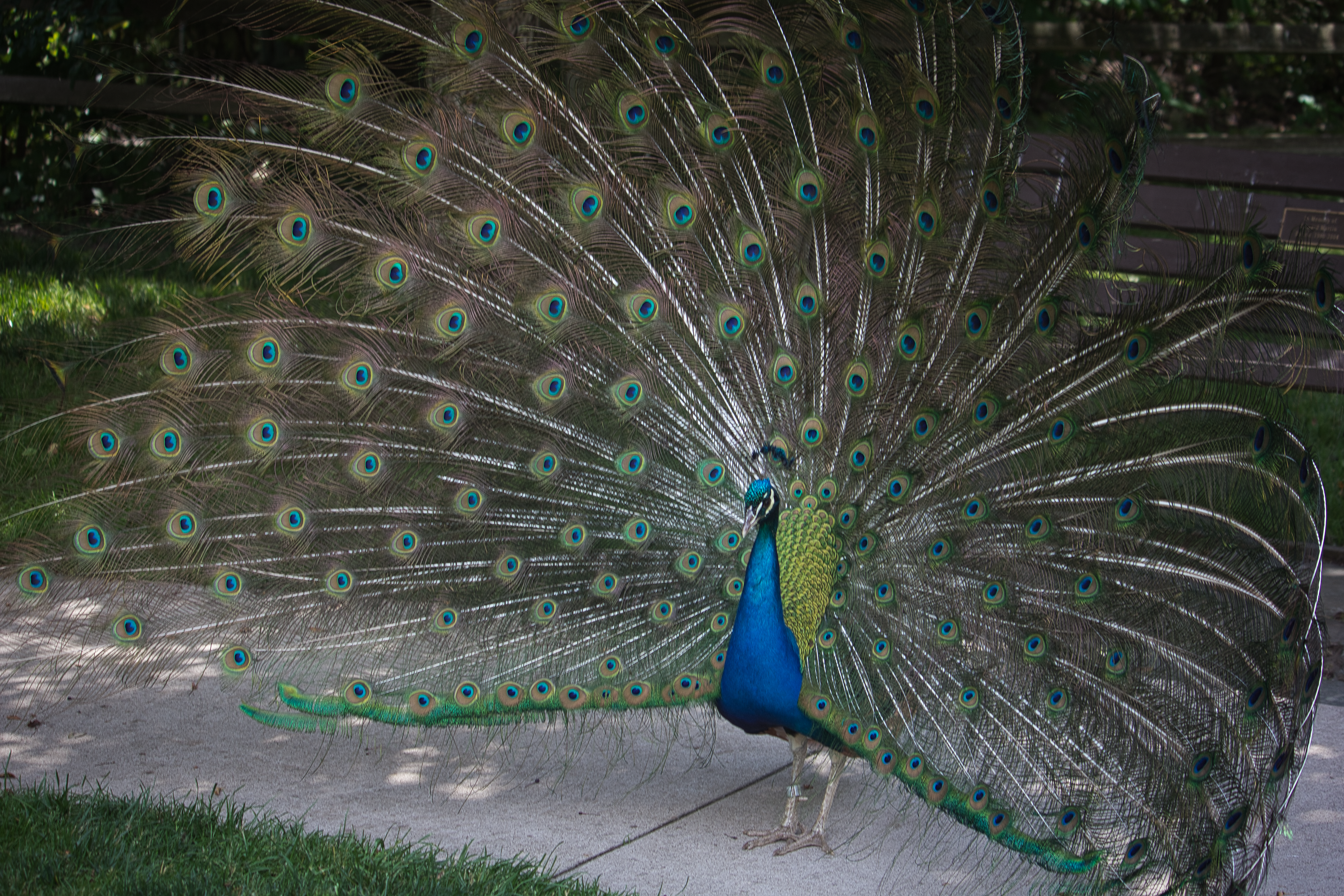 A photograph of a peacock spreading its wings