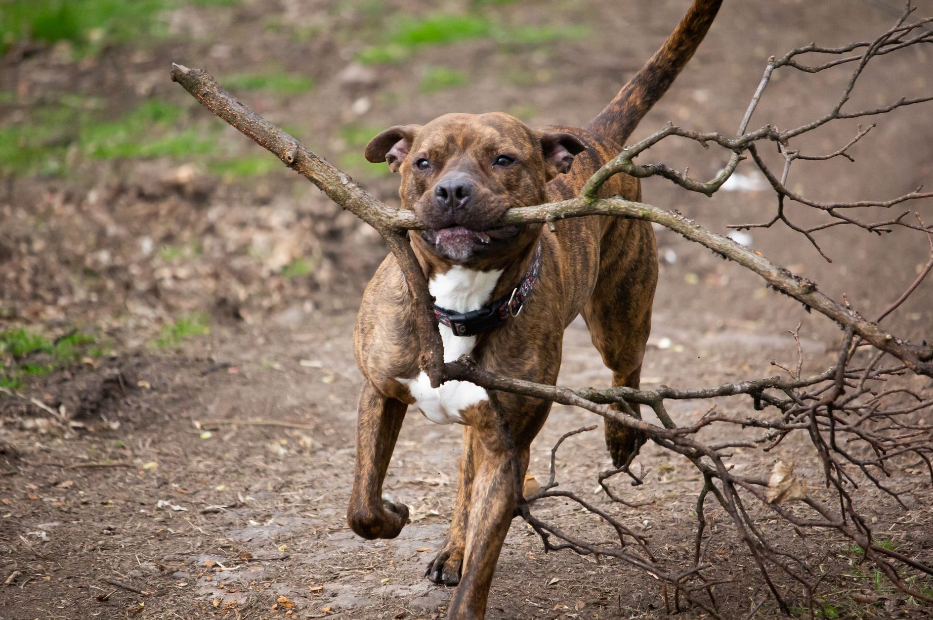 A picture of my puppy, Brutus.