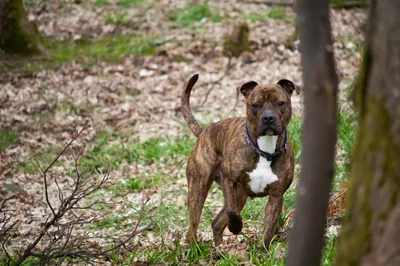 A brindle Staffordshire terrier standing alert in woodland, looking at the camera