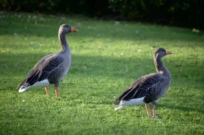 Two greylag geese walking in single file across a sunlit lawn, the front one glancing back
