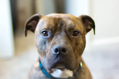 Brutey — brindle pup