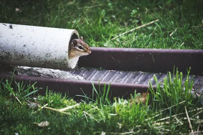 A chipmunk peeking out of the end of a white pipe lying in the grass