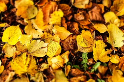 Autumn leaves