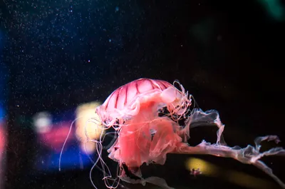 A pink jellyfish trailing long frilled arms through a dark tank flecked with specks of light