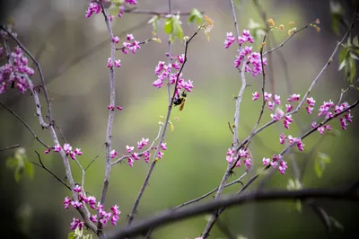 Pink redbud blossom on a branch in spring, Ann Arbor