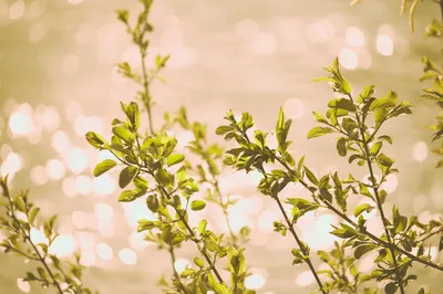 Green leafy branches in front of sunlight sparkling off out-of-focus water