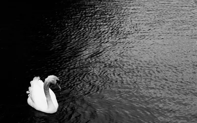 A white swan on dark rippled water, black and white