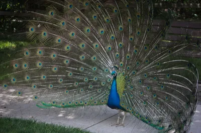 A photograph of a peacock spreading its wings