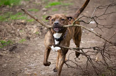 A picture of my puppy, Brutus.