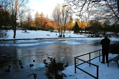 A person standing by a railing at a frozen park pond on a snowy winter morning, with ducks on the ice and bare trees behind