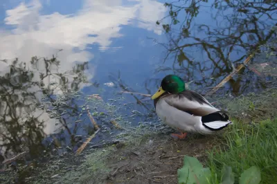 A mallard drake standing on a mossy bank at the edge of a pond, surrounded by branches