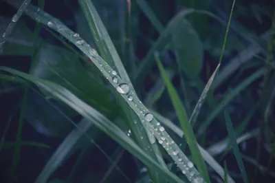 Blades of grass covered in raindrops, in dark blue-green light