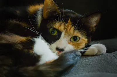 A calico cat lying down with its chin low beside a white paw, looking at the camera with green eyes