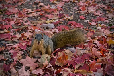 A squirrel standing in a carpet of red and pink fallen leaves, looking at the camera