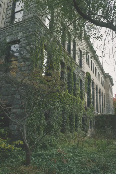 Ivy climbing the stone walls of an old University of Michigan building in Ann Arbor