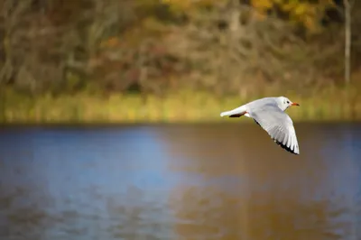 A bird skimming the water of Loch Ard, Scotland